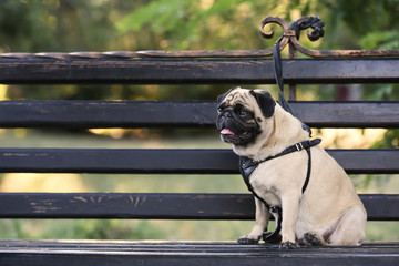 Obraz premium Pug dog sitting on a bench