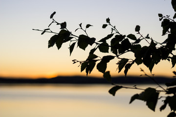 Birch silhouette in sunset