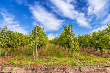 Fototapeta na wymiar vineyards landscape in Germany moselle Piesport