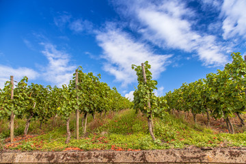 Fototapeta na wymiar vineyards landscape in Germany moselle Piesport