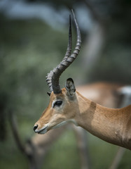 Fototapeta premium Impala Portrait