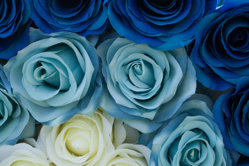 Blue and yellow roses flower for background.