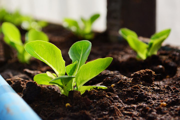 Close up green cos hydroponics vegetable.