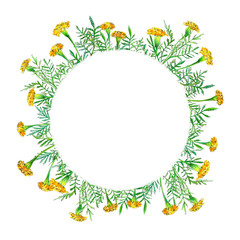 Fototapeta na wymiar Garland with marigolds flowers.Floral wreath.Herbal circle frame.Watercolor hand drawn illustration.