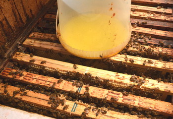 wnętrze ula, dokarmianie pszczół syropem przed okresem zimowym