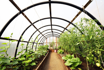Organic vegetables in greenhouse interior