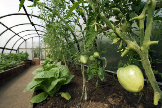Organic vegetables in greenhouse interior