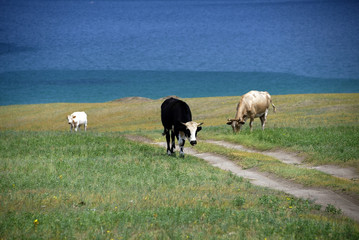 Obraz premium Cows on the shore of Baikal Lake, Russian Federation