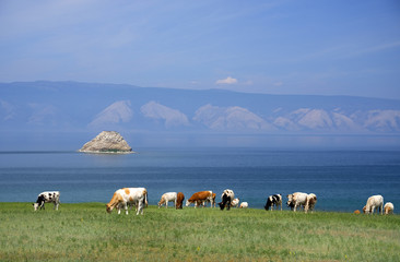 Obraz premium Cows on the shore of Baikal Lake, Russian Federation
