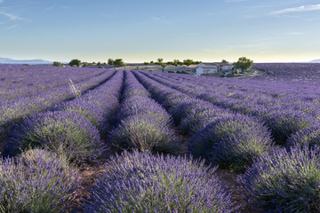 Fototapeta na wymiar Blooming fields of lavender in the Provence in France.