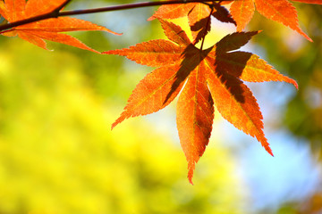 Close up orange maple leaves.