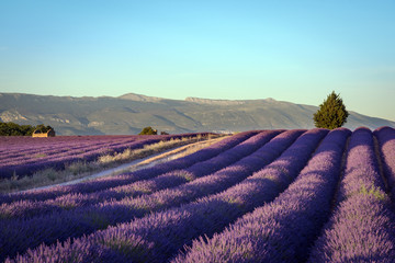 Plakat Blooming fields of lavender in the Provence in France.