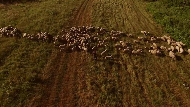 Man walking near sheep flock. Aerial view of sheep. Owner of the farm. Shepherd leaves the herd.