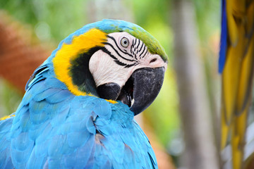 Close up blue and yellow macaw bird.