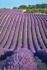 Naklejka premium Lavender field at sunset in Provence