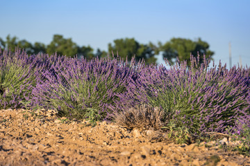 Lavender flower close up