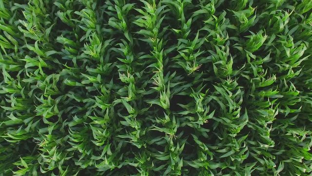Aerial view of cornfield. Huge rows of green plants. Agriculture is society's breadwinner. Don't hurt the soil.