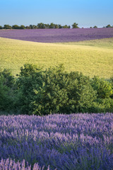 Fototapeta na wymiar Provence landscape