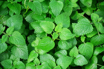 Lemon balm leaves, melissa officinalis.