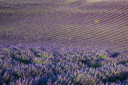 Fototapeta Rows of lavender field at sunset in Provence