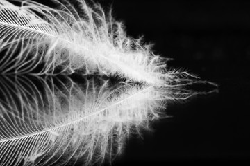 Hen feather with black background