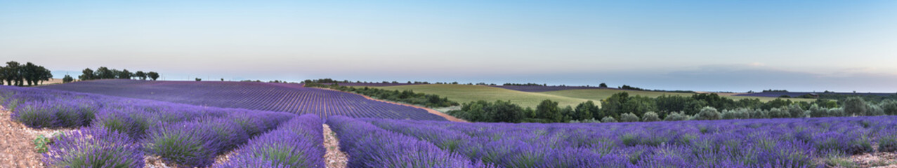 Panorama of lavender field at sunset - obrazy, fototapety, plakaty