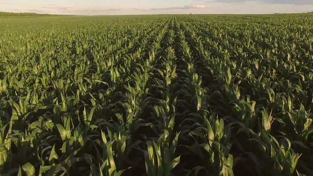 View of cornfield from air. Long rows of green plants. Don't get lost in maize. Fertilized soil brings rich crops.