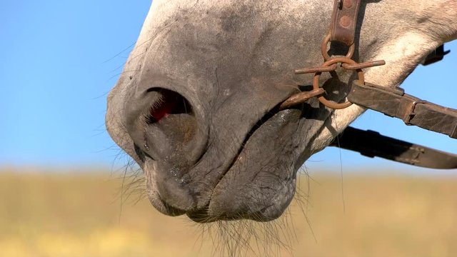 Snaffle bit on horse. Mouth of animal is chewing. Stallion is hungry. Must find food.