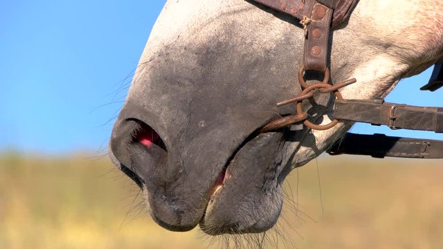 Nostrils of a horse. Snaffle in mouth of animal. I smell freedom. Senses and instincts.