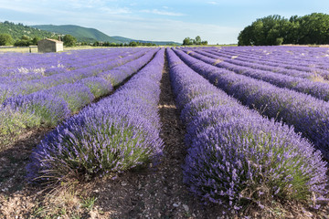 Lavender field at sunset in Provence