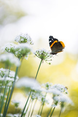 butterfly on the chive flower
