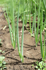 Green onions grow in the garden of a summer day