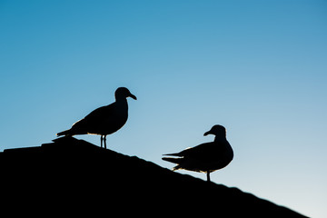 Silhouette of two seagulls standing on roof during sunset against blue sky with one looking back © Andriy Blokhin