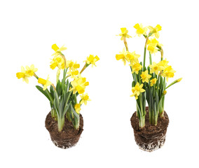 Yellow narcissus flower isolated