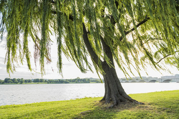 Willow tree swaying in wind by Potomac River and Arlington Memorial bridge in Washington DC