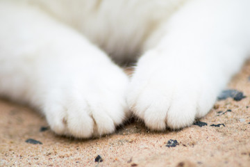 white cat paw,cat foot