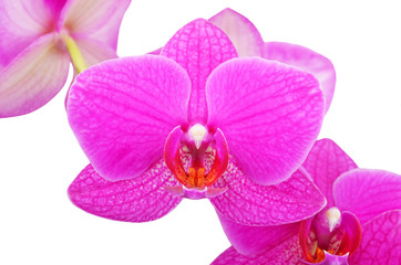 Pink orchid flower