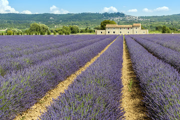 Naklejka na ściany i meble Lavender field with farmhouse