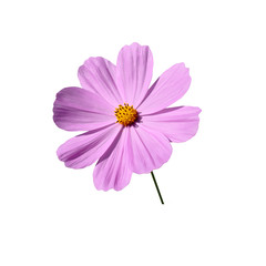 Pink cosmos  background