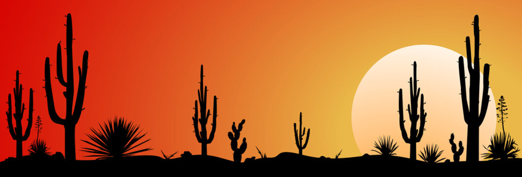Mexico desert sunset.                                                                                                                      