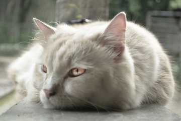 Naklejka na ściany i meble Cute Persian Cat