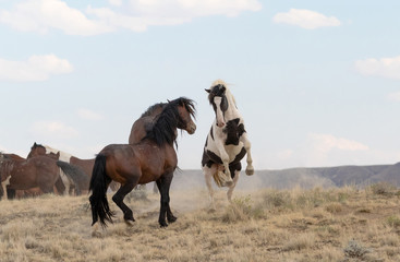 Fototapeta na wymiar Wild Stallions