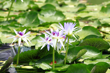 Lotus flowers in pond