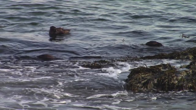 common eider in Maine ocean