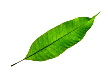 Fototapeta na wymiar Green mango leaf pattern on the surface isolated with clipping path