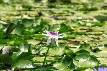 Lotus flower in pond