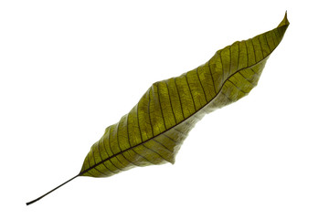 Dry leaf Isolated with clipping path