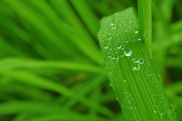 fresh green grass flower with dew drops background