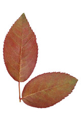 two young rose leaves isolated on white