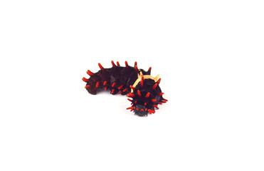 larva of butterfly isolated